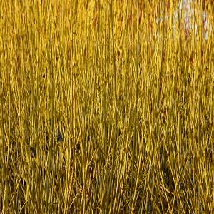 Cornus Sericea 'Flaviramea', Golden-Twig Dogwood, Cornus stolonifera 'Flaviramea', Deciduous Shrubs, Foliage, Fall color, Winter color